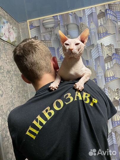 Донской сфинкс вязка