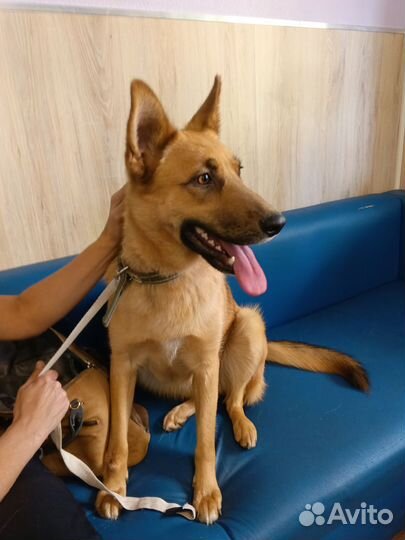 Собака в добрые руки