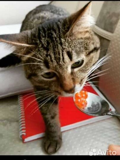Кот домашний