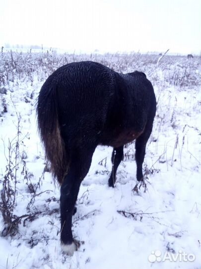 Лошадь кабыла жеребенок