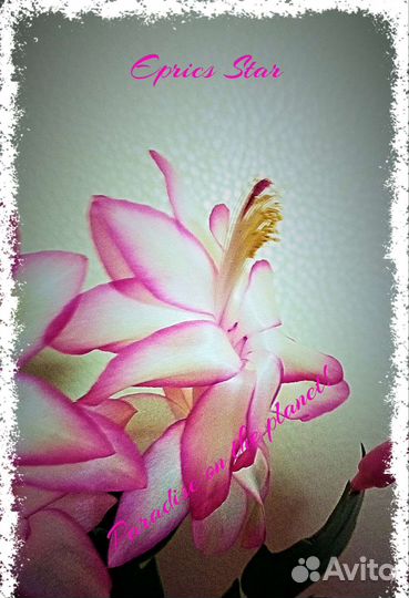 Шлюмбергеры 2