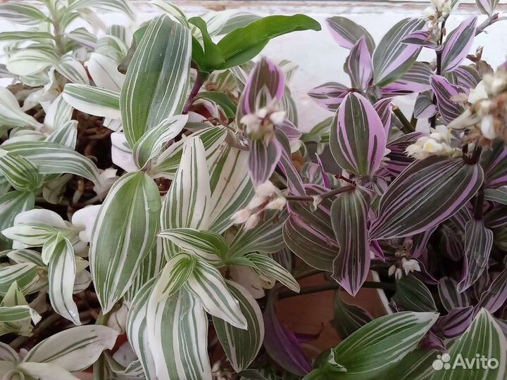 Разные традесканции,яркие,неприхотливые