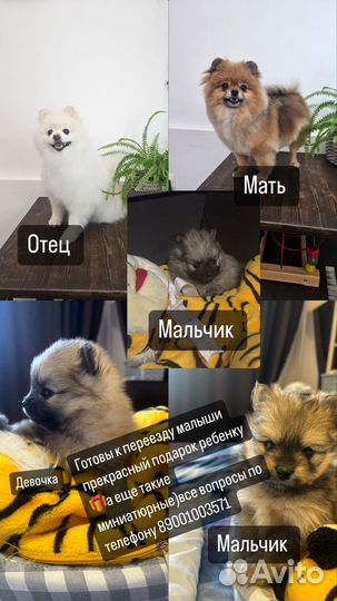 Щенки шпица