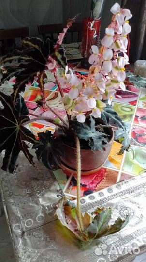 Комнатные цветы