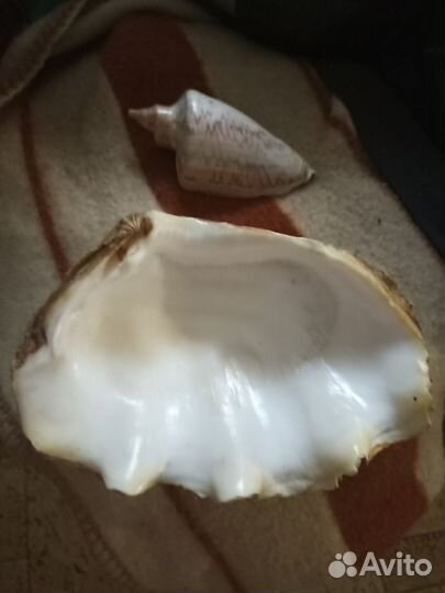 Морские ракушки