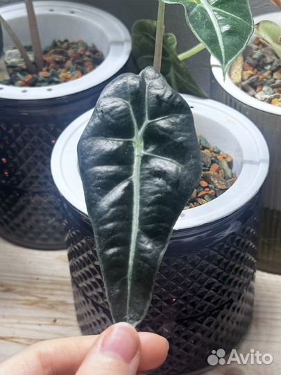 Аллказия Полли