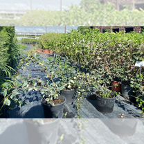 Кизильник Cotoneaster lacteus молочно белый