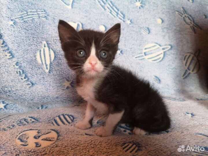 Котёнок, 1,5 месяца