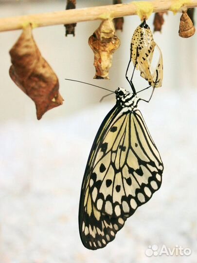 Живые экзотические бабочки Тропическая Ночь т/б-29