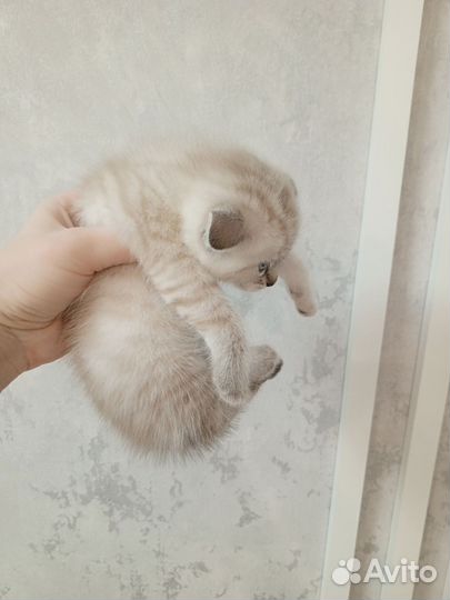 Британские котята