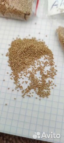 Семена клубники, малины,ежевики ремы