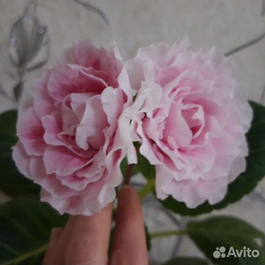 Глоксинии сортовые(укорен.листья)