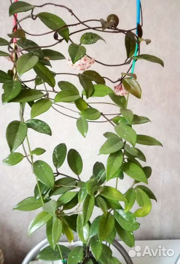 Хойя карноза цветущая