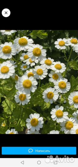 Пиретрум. Многолетняя ромашка или хризантема сад