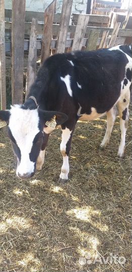 Тёлочки и козлята