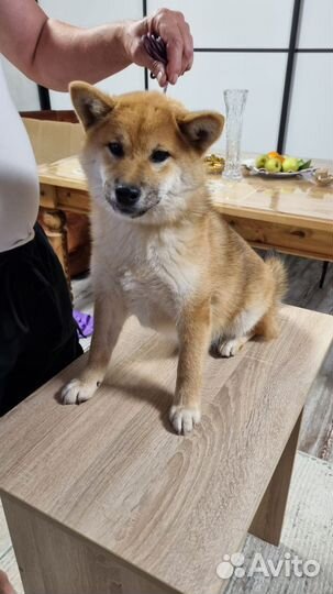 Щенки Сиба-ину