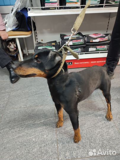 Ищу хозяина