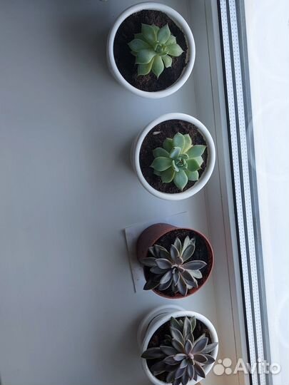 Суккуленты