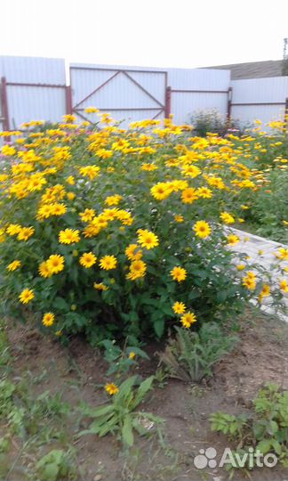 Гелениумы и гелиопсис
