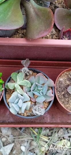 Суккуленты