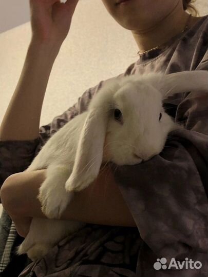 Передержка кролика