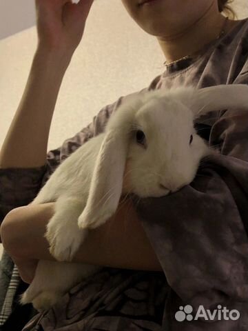 Передержка кролика