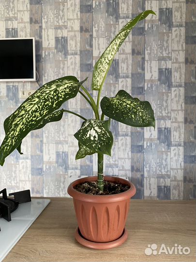 Диффенбахия