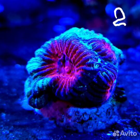 Кораллы в морской аквариум
