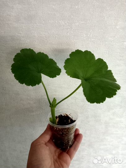 Denise.Розебудная пеларгония