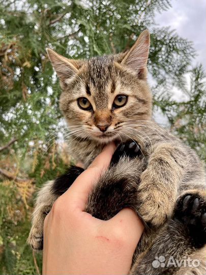 Кошка в дар бесплатно