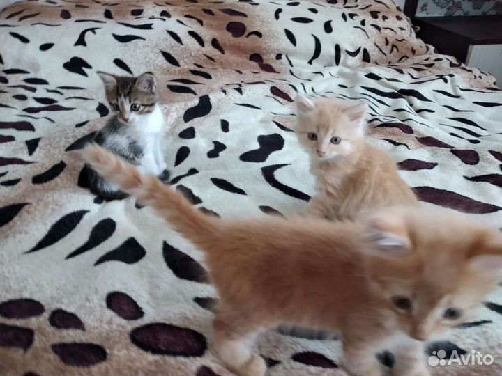 Котята в добрые руки