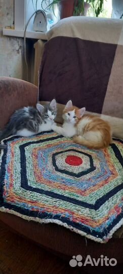 Отдам бесплатно 2 котят в хорошие руки