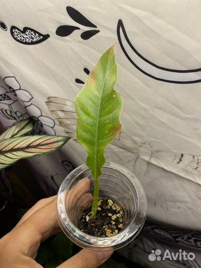 Филодендрон ринг оф файер