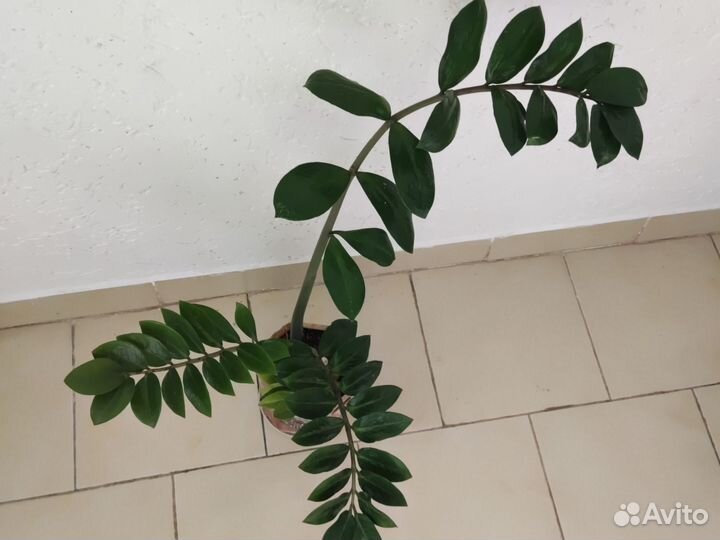 Замиокулькас (долларовое дерево)