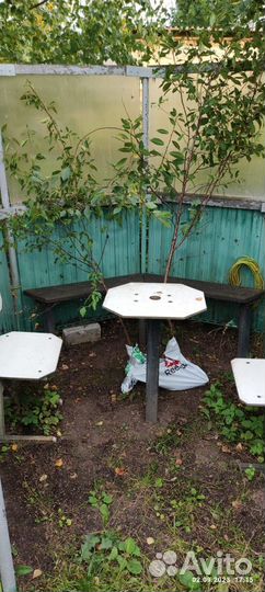 Вишня деревья