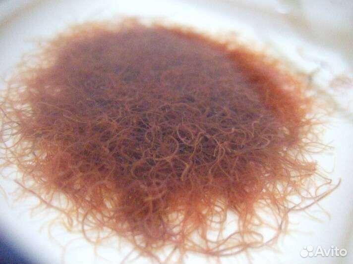 Живые корма для рыб