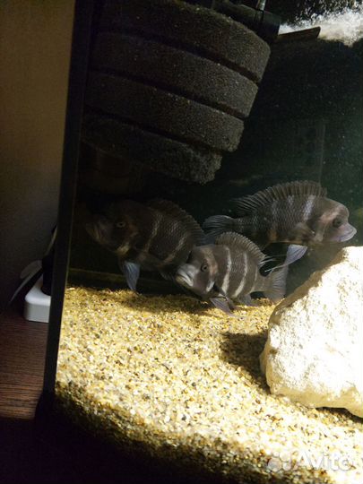 Аквариум панорамный 320 литров