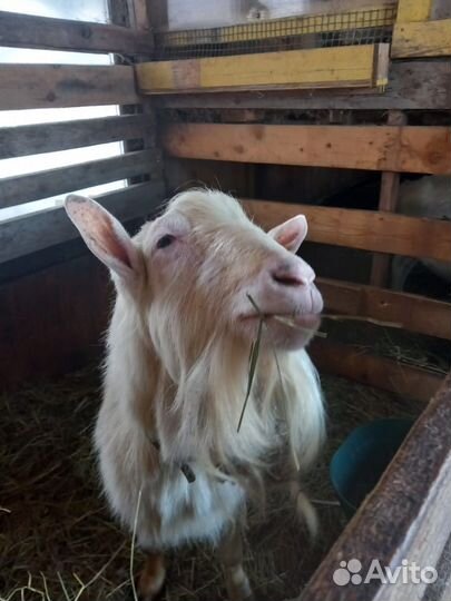 Продается зааненский козел
