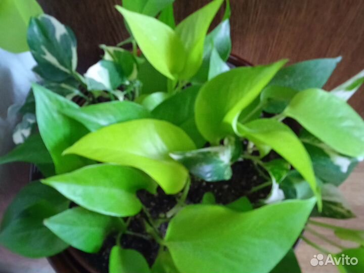 Сциндапсусы разные сорта