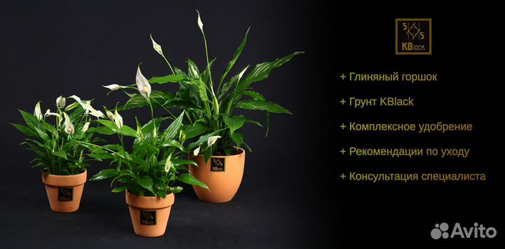 Комнатные цветы