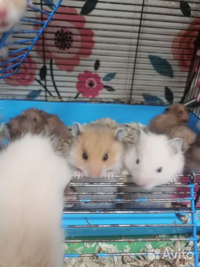 Сирийский хомяк продам