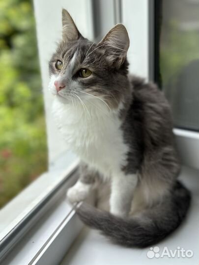 Котик молодой