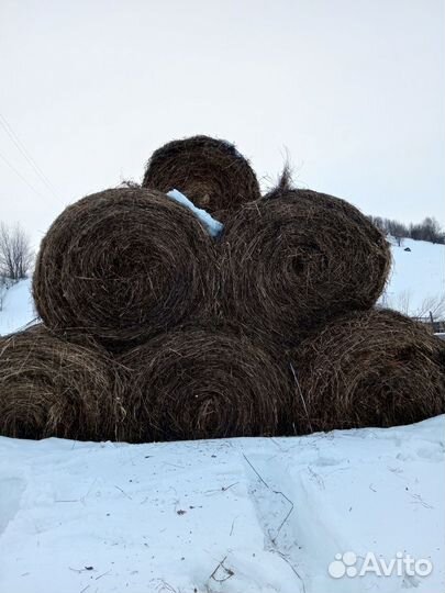 Сено в тюках