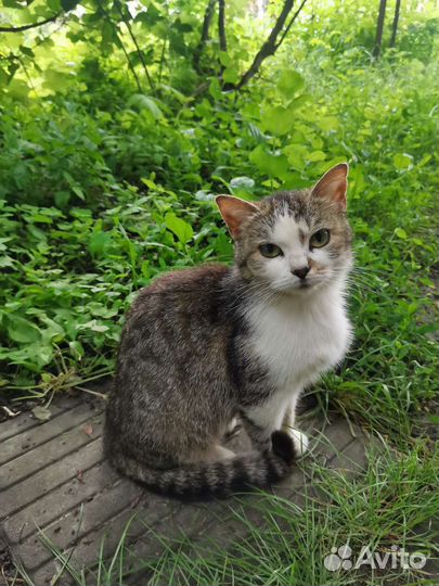 Кошка