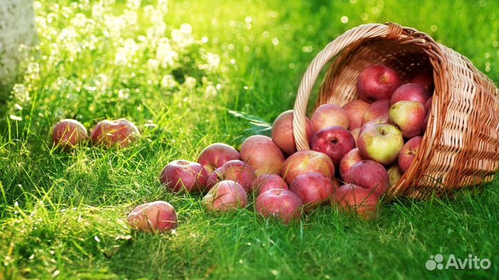 Работник по сборке яблок на сезон