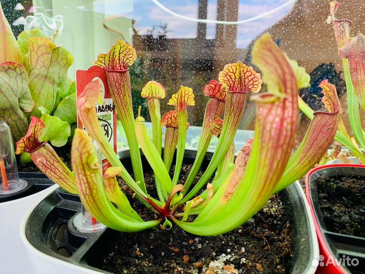 Семена. Венерина мухоловка. Саррацения