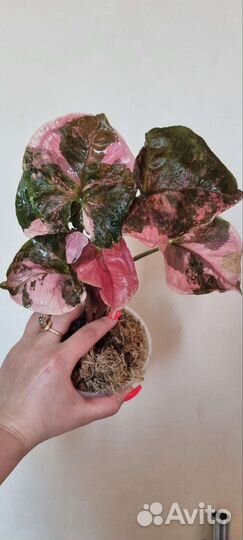 Сингониум клубничный лед galaxy