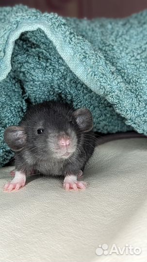 Декоративные крысята