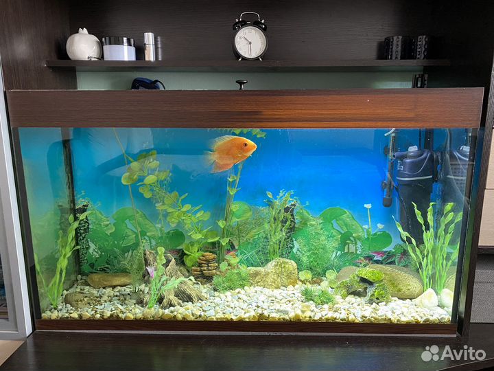 Аквариум 250 литров