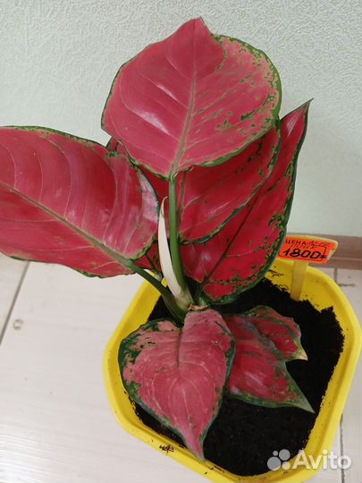 Аглаонема Пинк (саженцы)